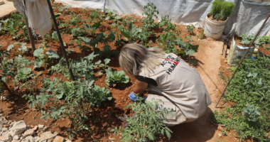 Livelihood Projects