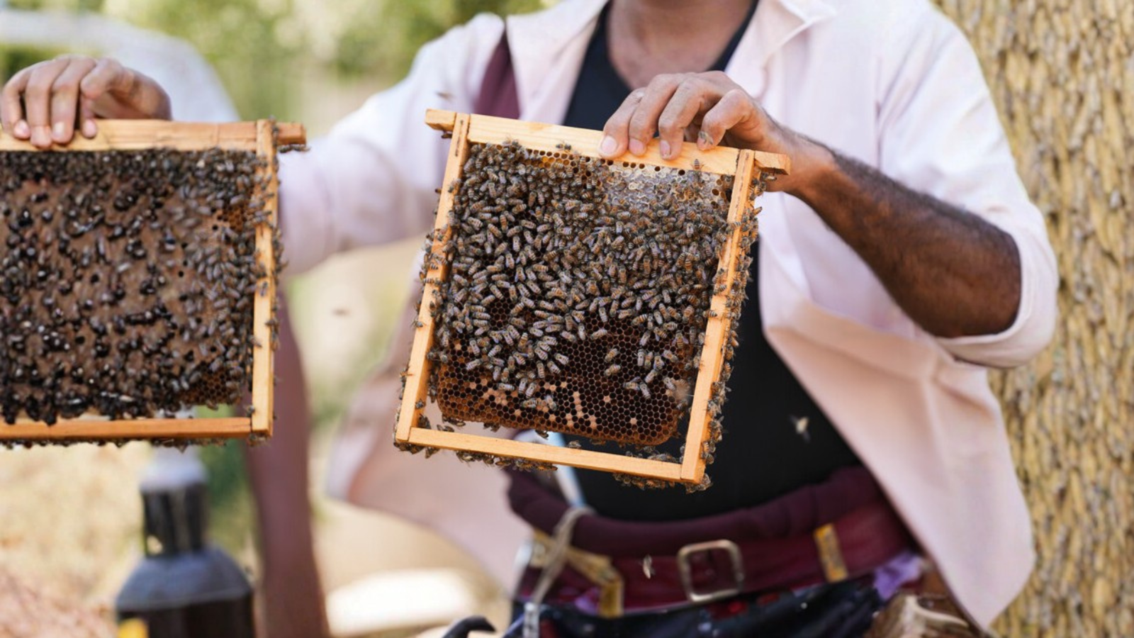 Beekeeping Restoration in Syria