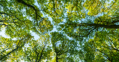 Green Futures